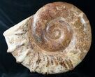 Huge Wide Euaspidoceras Ammonite Fossil #14916-2